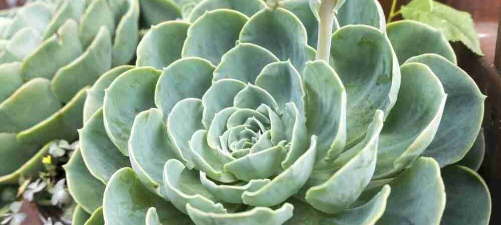 The Secret Life of Succulents: Hardy Beauties Perfect for South Texas
