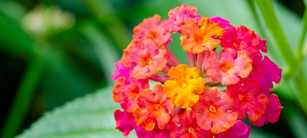 Why You Need Texas Lantana in Your Life