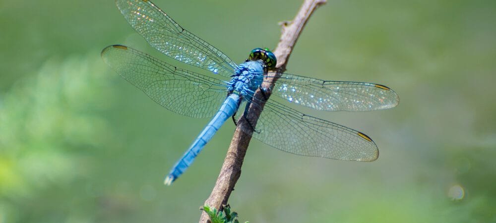 Dragonflies: Your Natural Mosquito Control Heroes