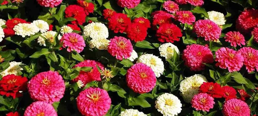 How to Grow Zinnias in Texas and Win the War Against the Sun