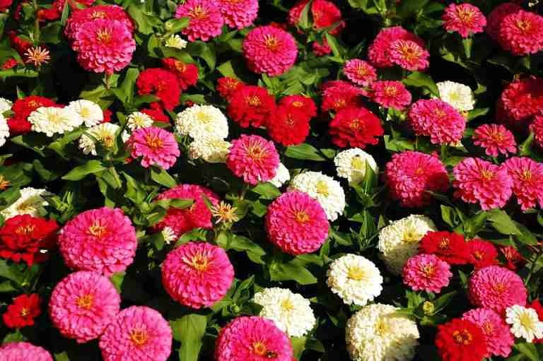 How to Grow Zinnias in Texas and Win the War Against the Sun