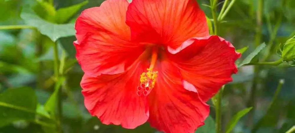 Why Hibiscus is Perfect for Your Texas Garden