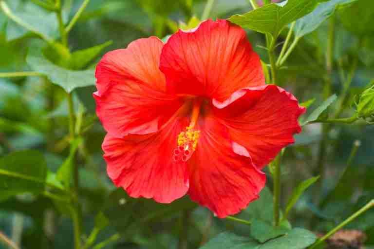 Why Hibiscus is Perfect for Your Texas Garden